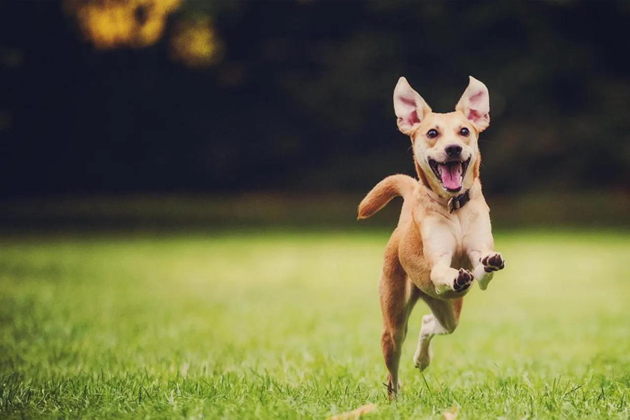 Happy Dog