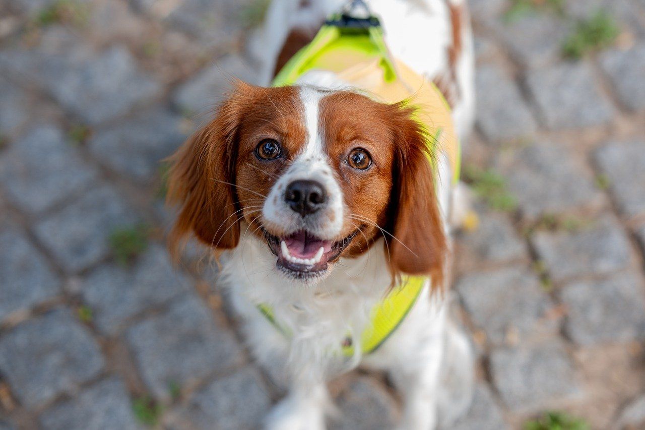 English Toy Spaniel