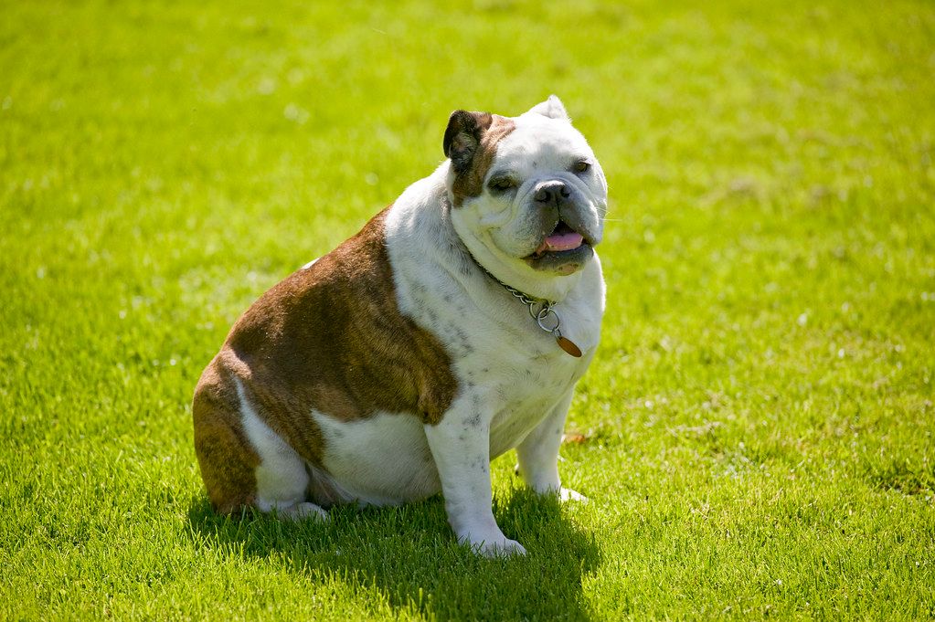 Madison's Dog-Friendly Dining and Parks: A Pup's Guide