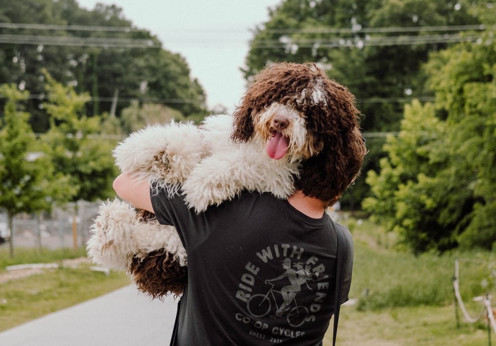 Mini Bernedoodle