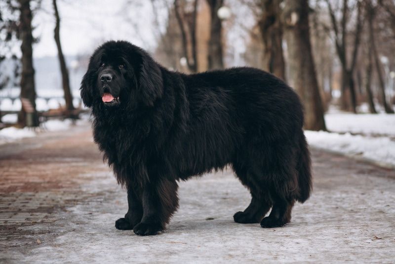 Newfoundland Dog standing outdoor