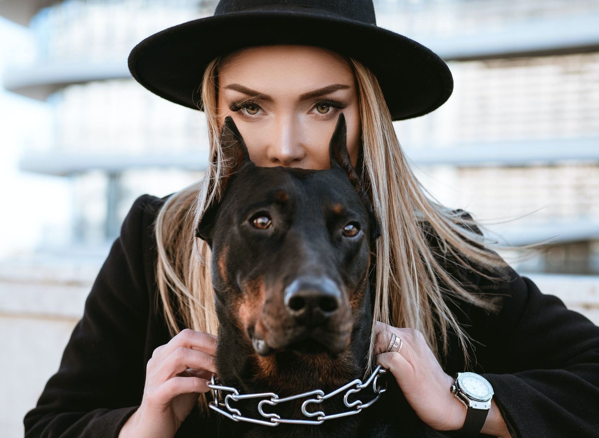 european doberman