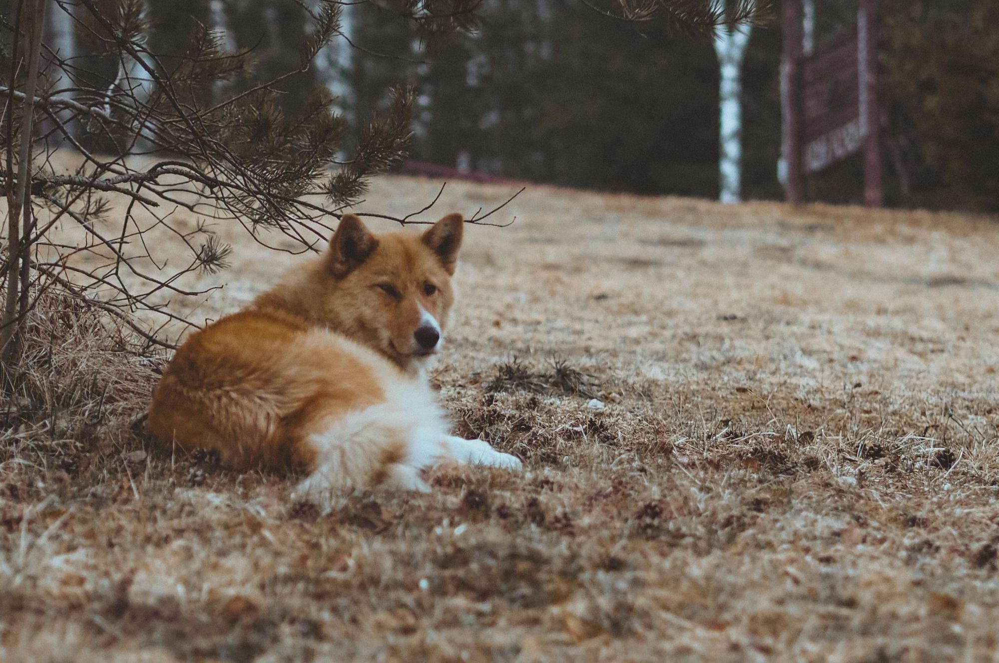 Icelandic Sheepdog