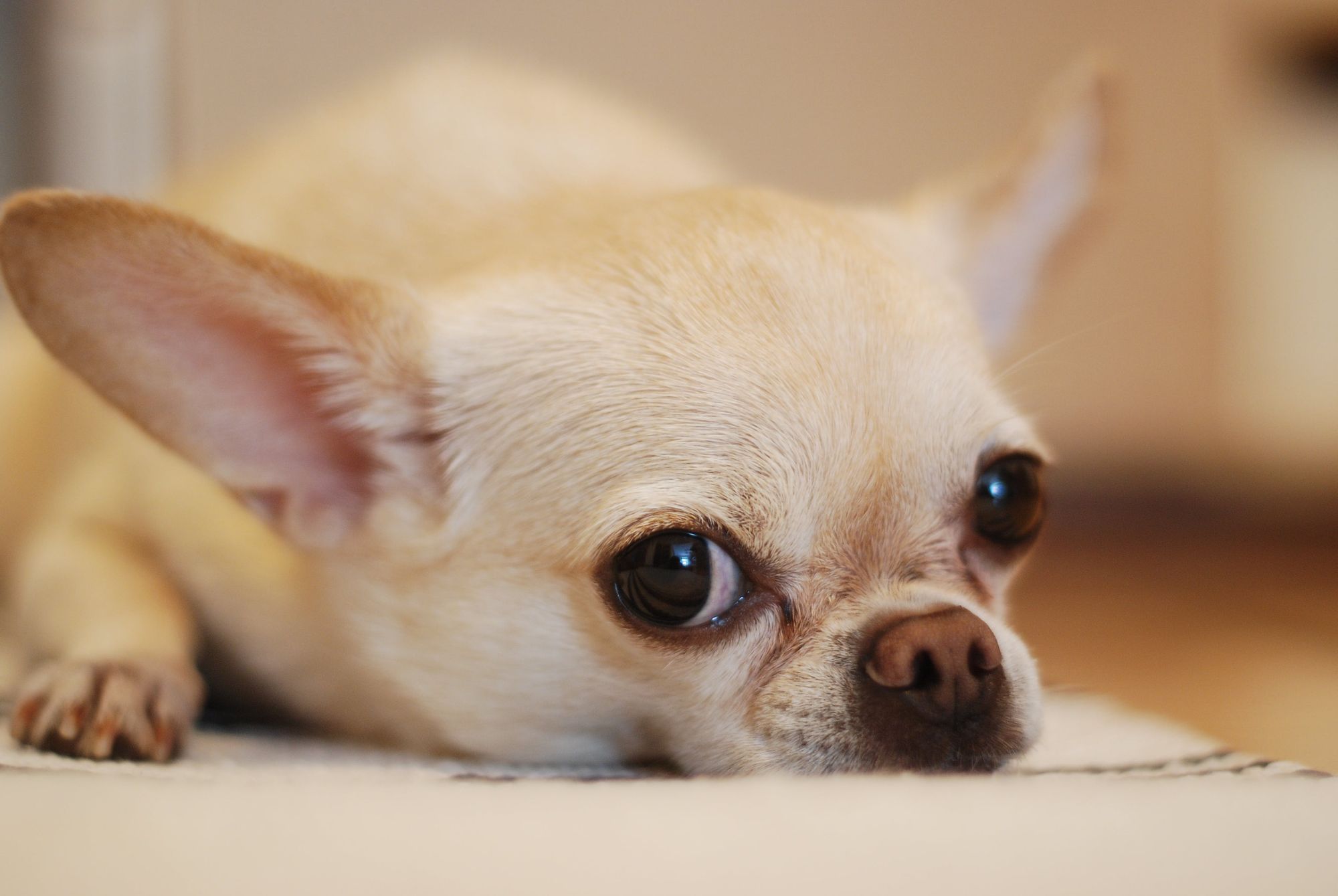 pitbull chihuahua mix