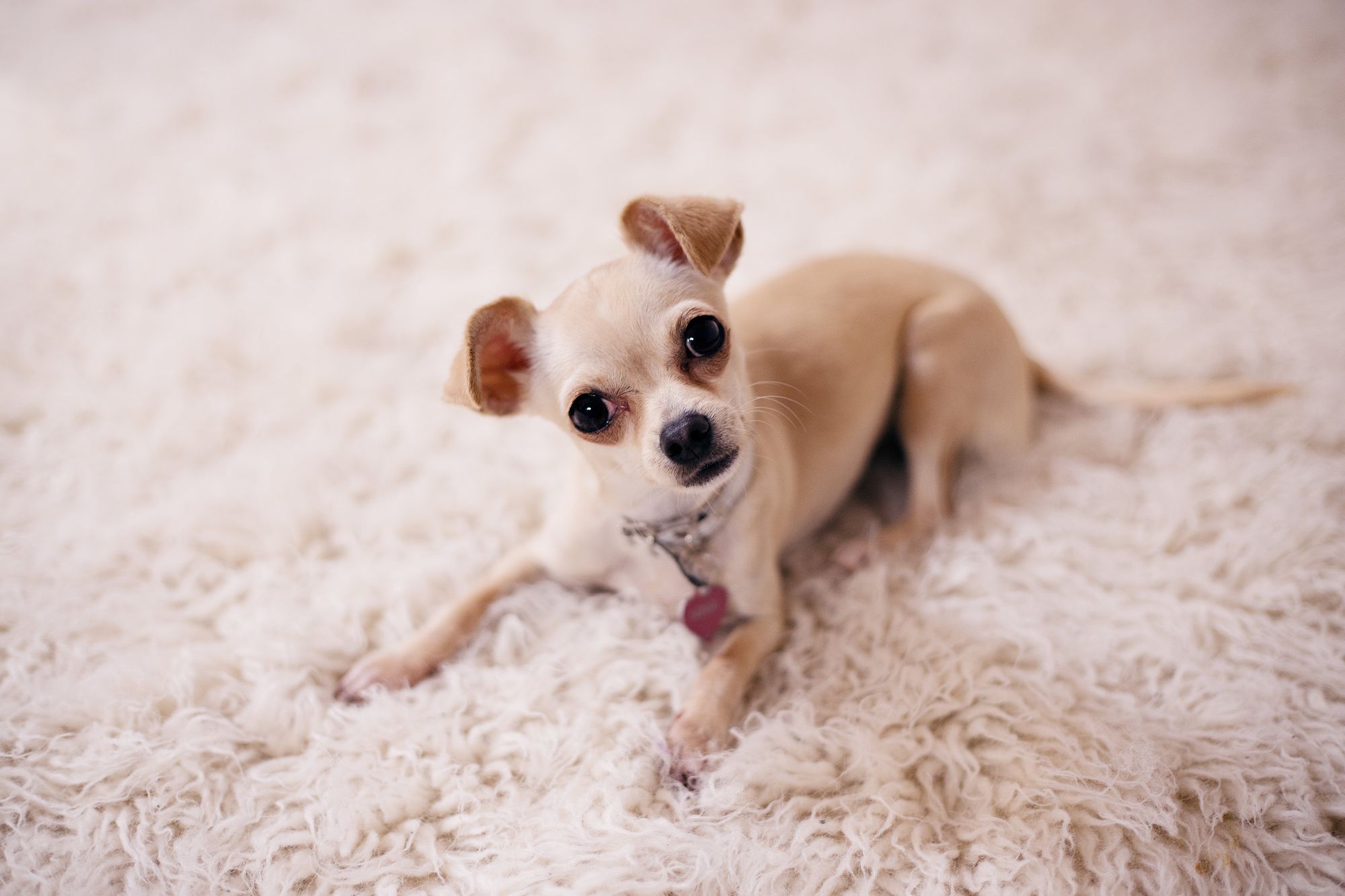 pitbull chihuahua mix