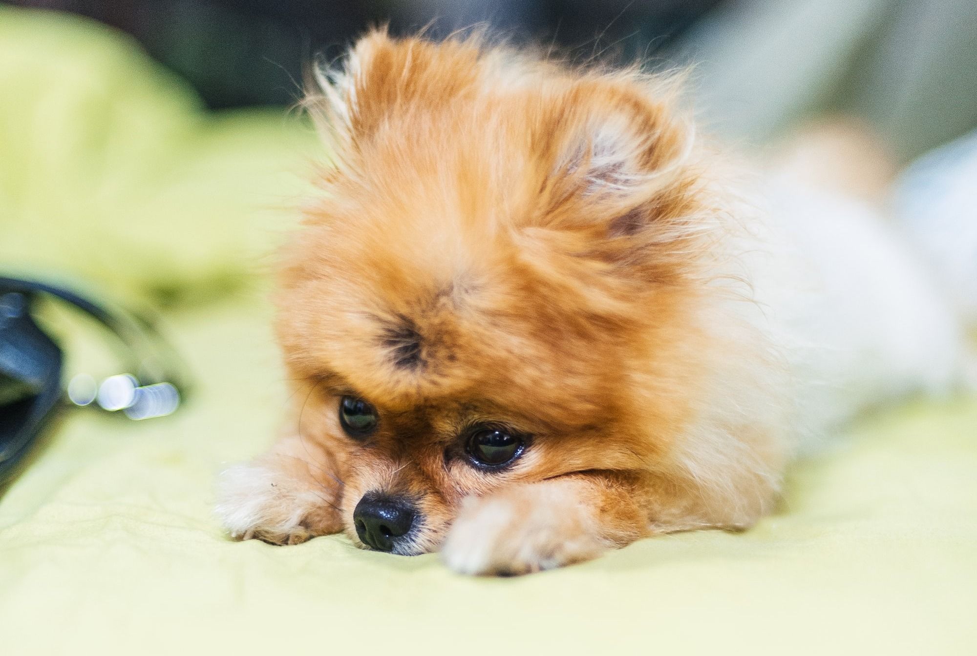 teacup pomeranian