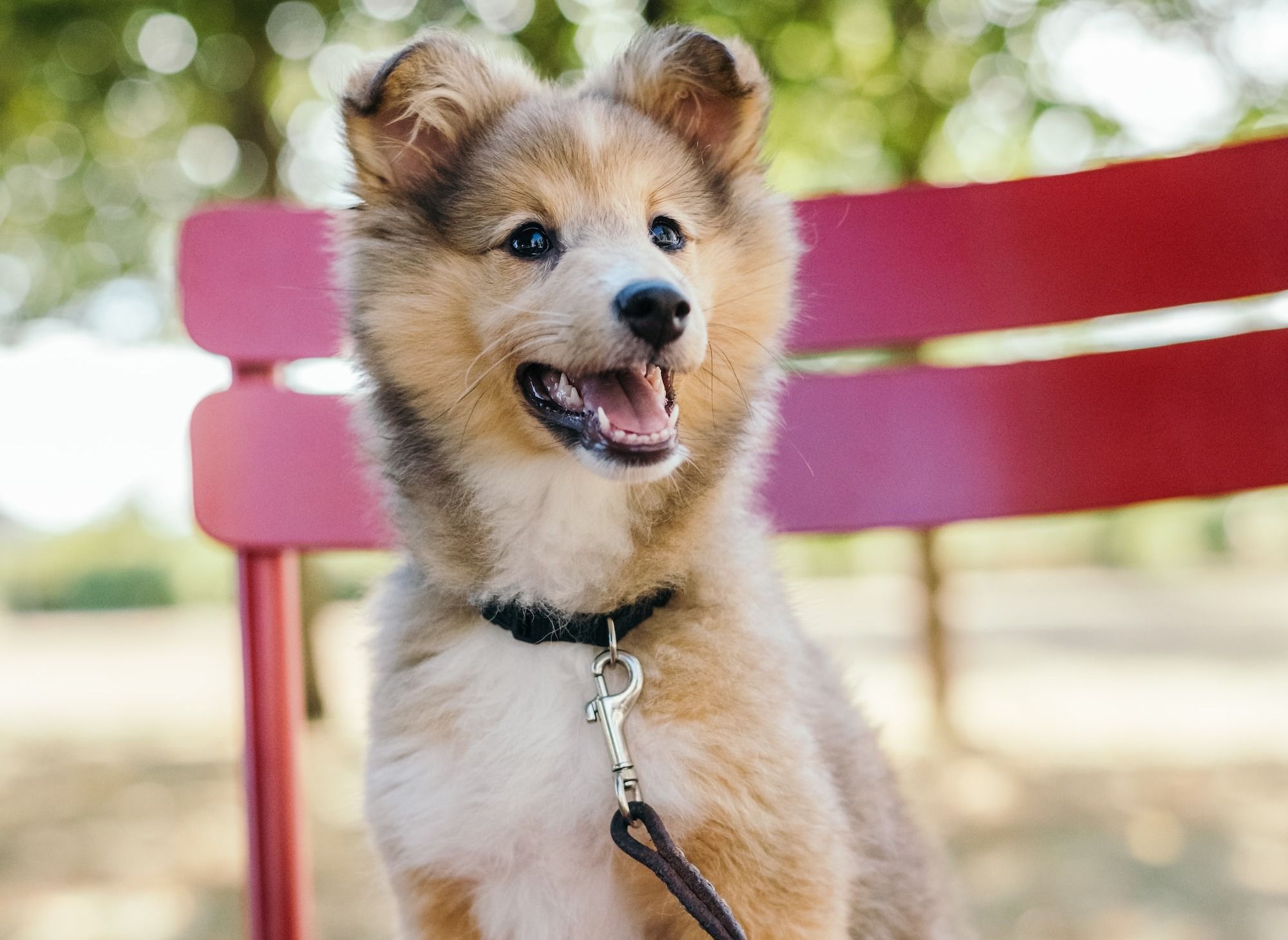 Utah Dog Parks