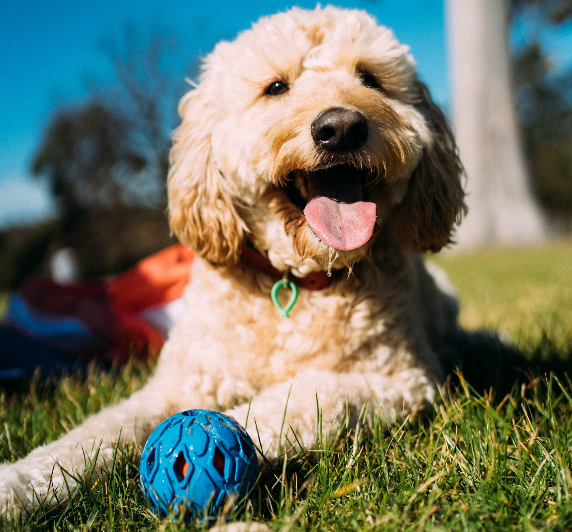 New York Dog Parks
