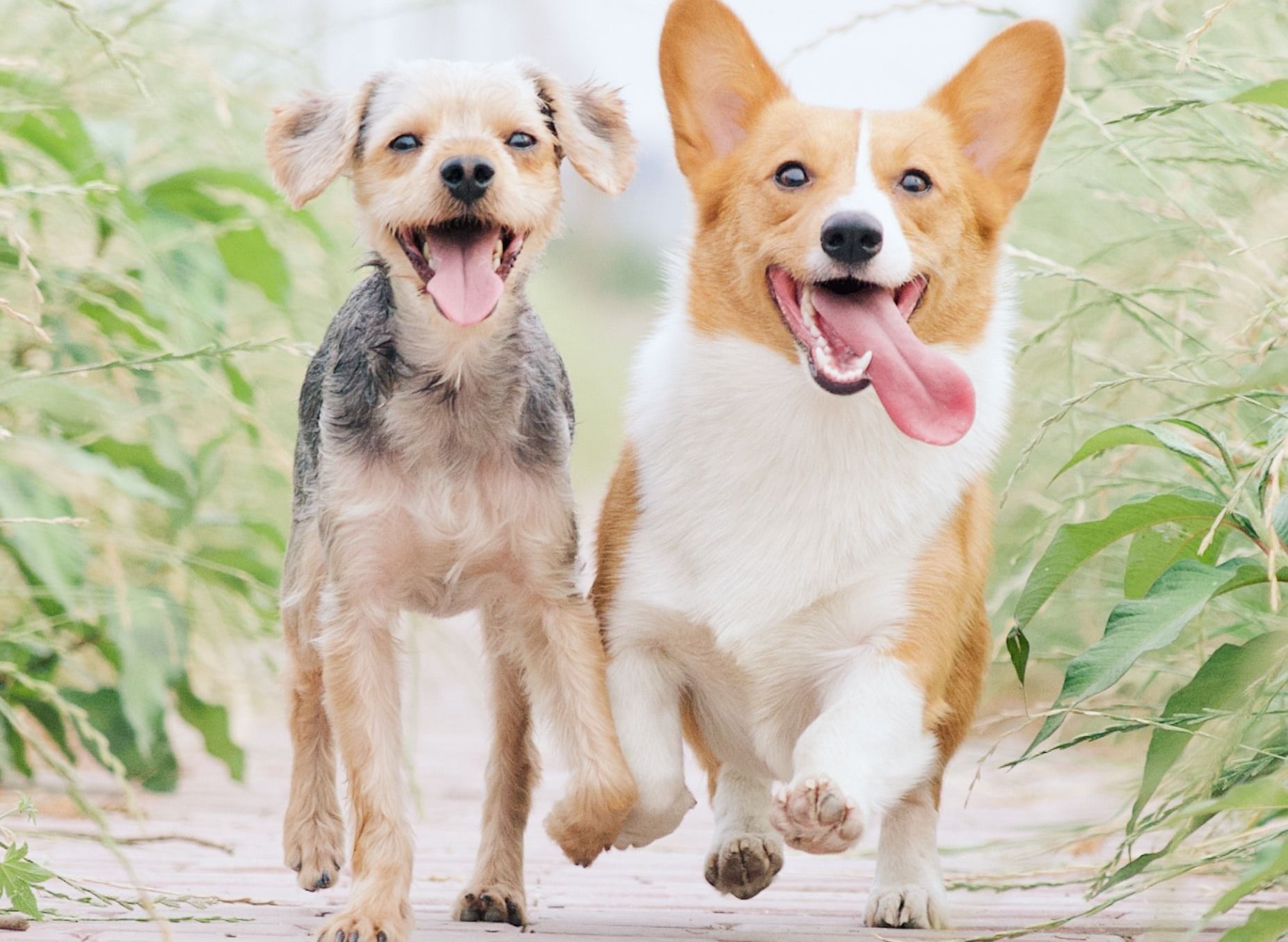 Texas Dog Parks