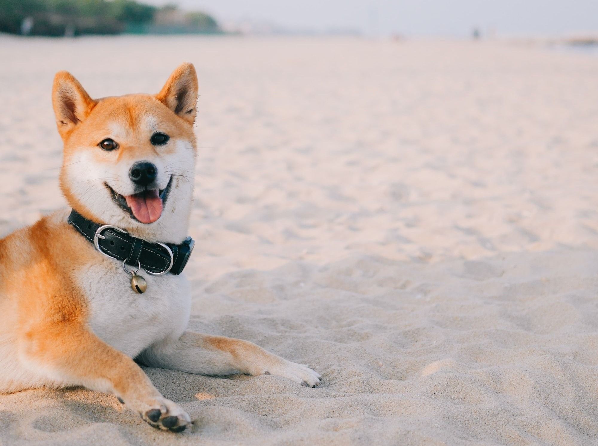 new jersey dog parks
