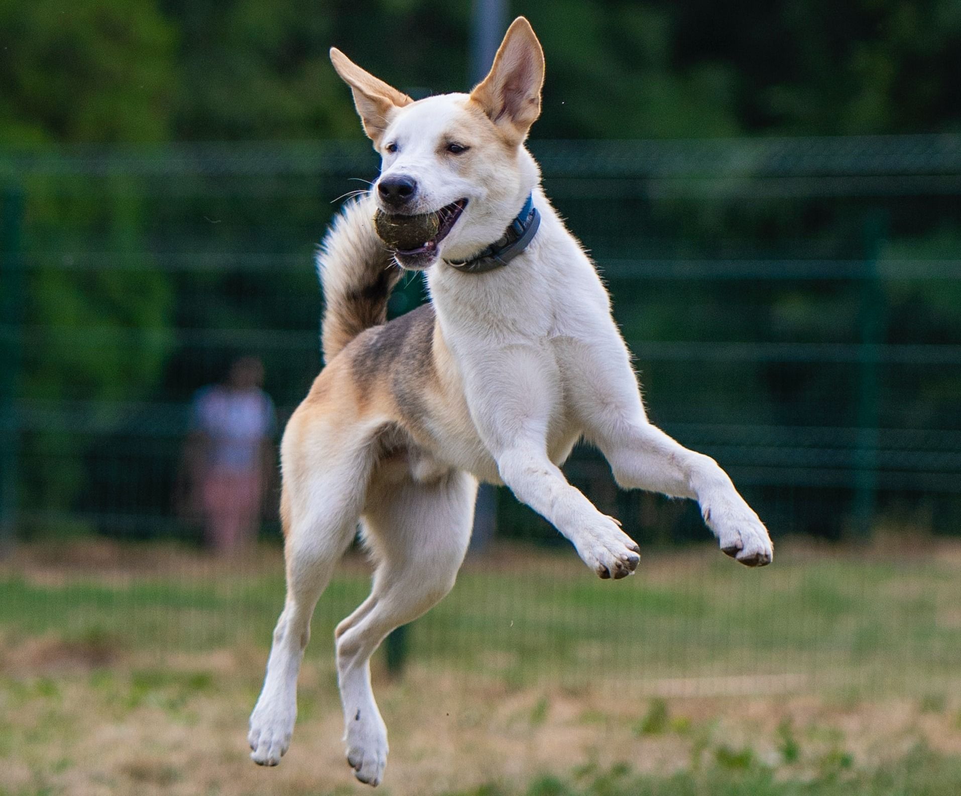 Indiana dog parks