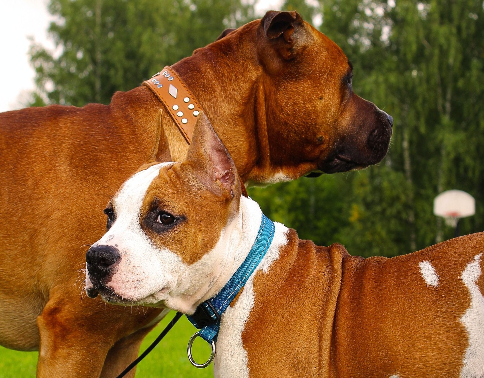 When Do American Staffordshire Terriers Stop Growing?