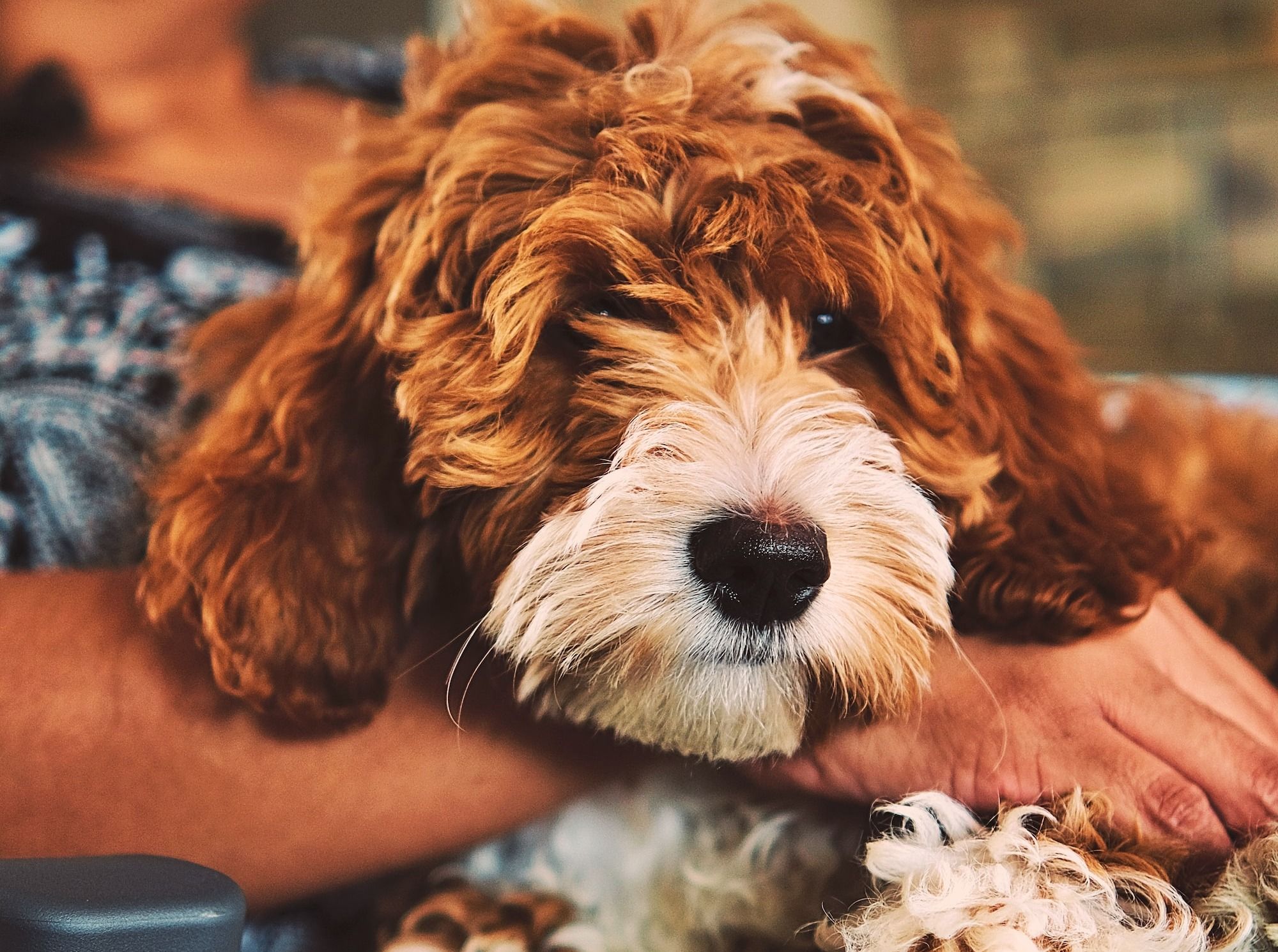 Black and white Goldendoodle