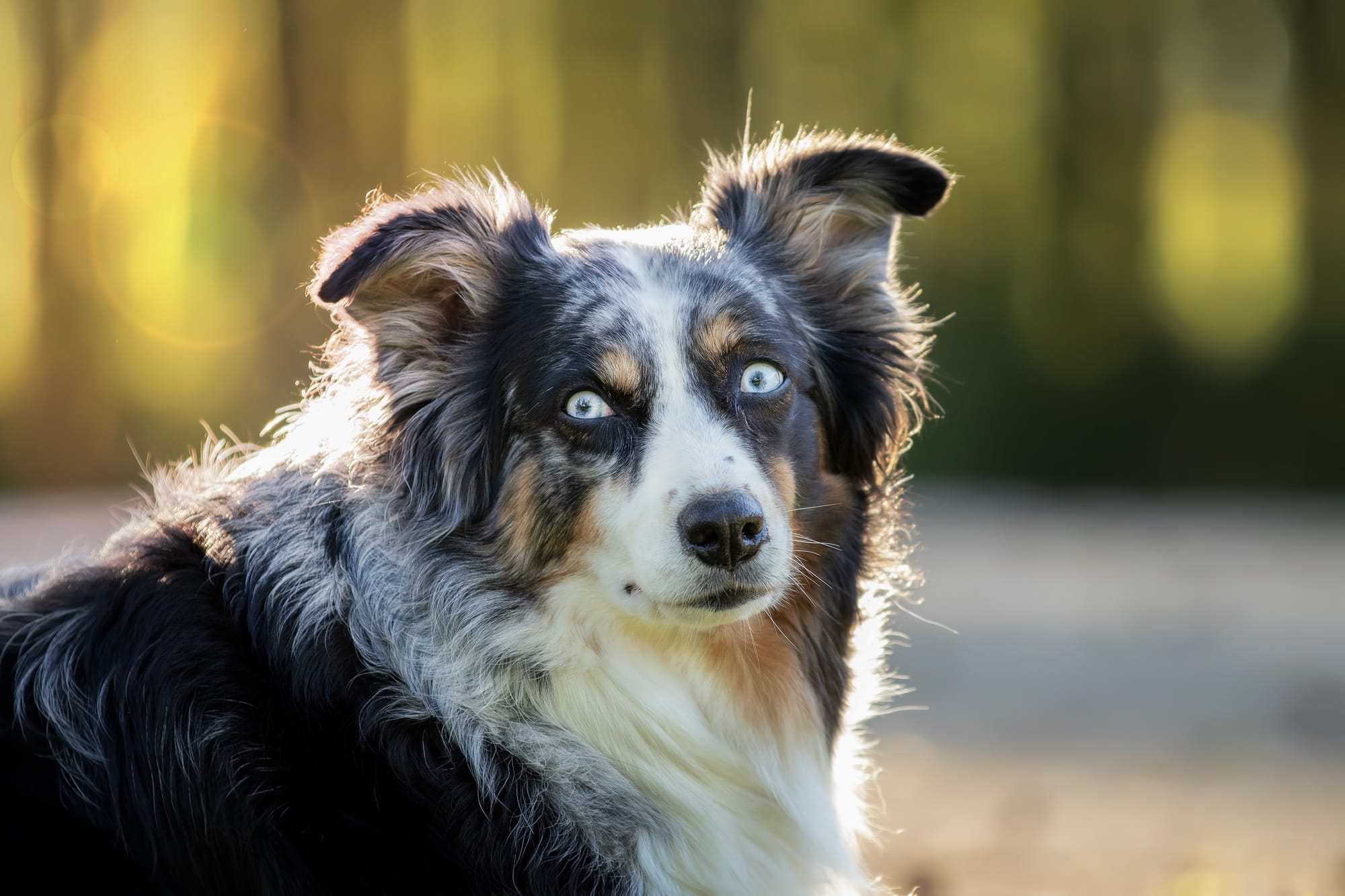 do miniature australian shepherds have tails