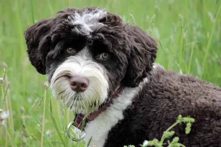portuguese water dog