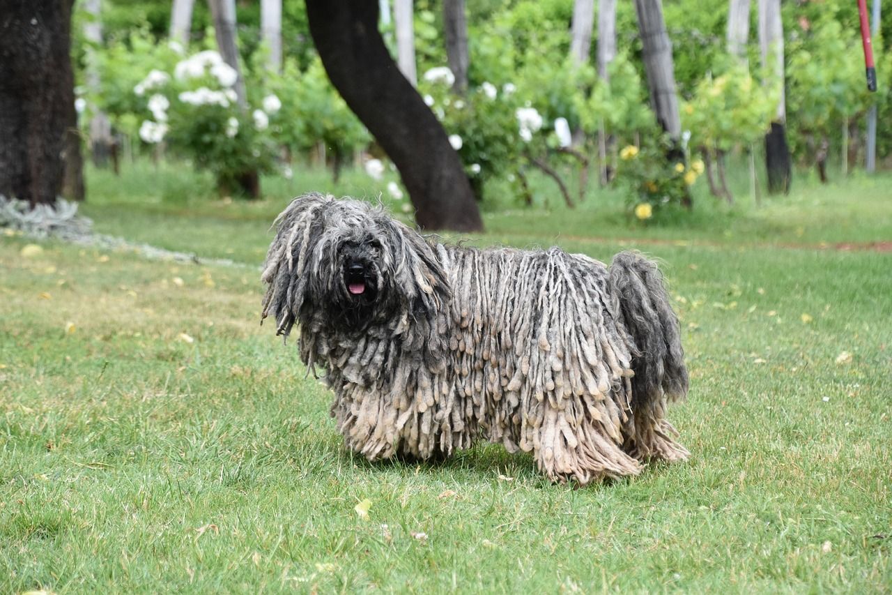 Puli Dogs