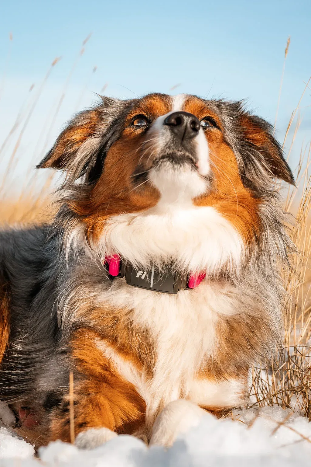 Australian Shepherd with Fi Collar