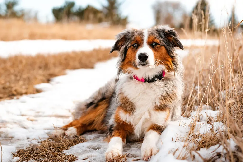 Australian Shepherds Swim