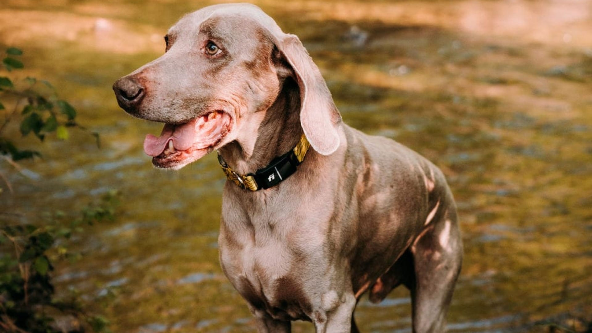 can weimaraners swim