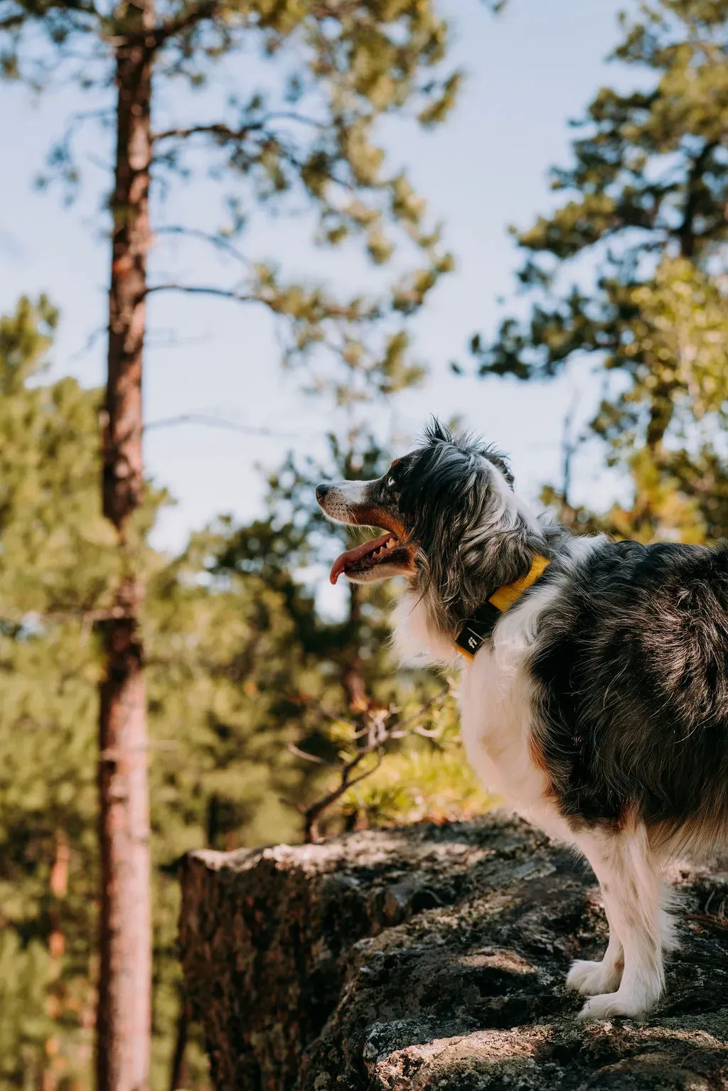 Best Dog Food for Australian Shepherd Breeds