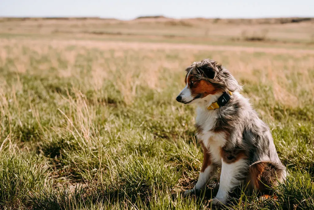 Australian-Shepherd-Size-Guide