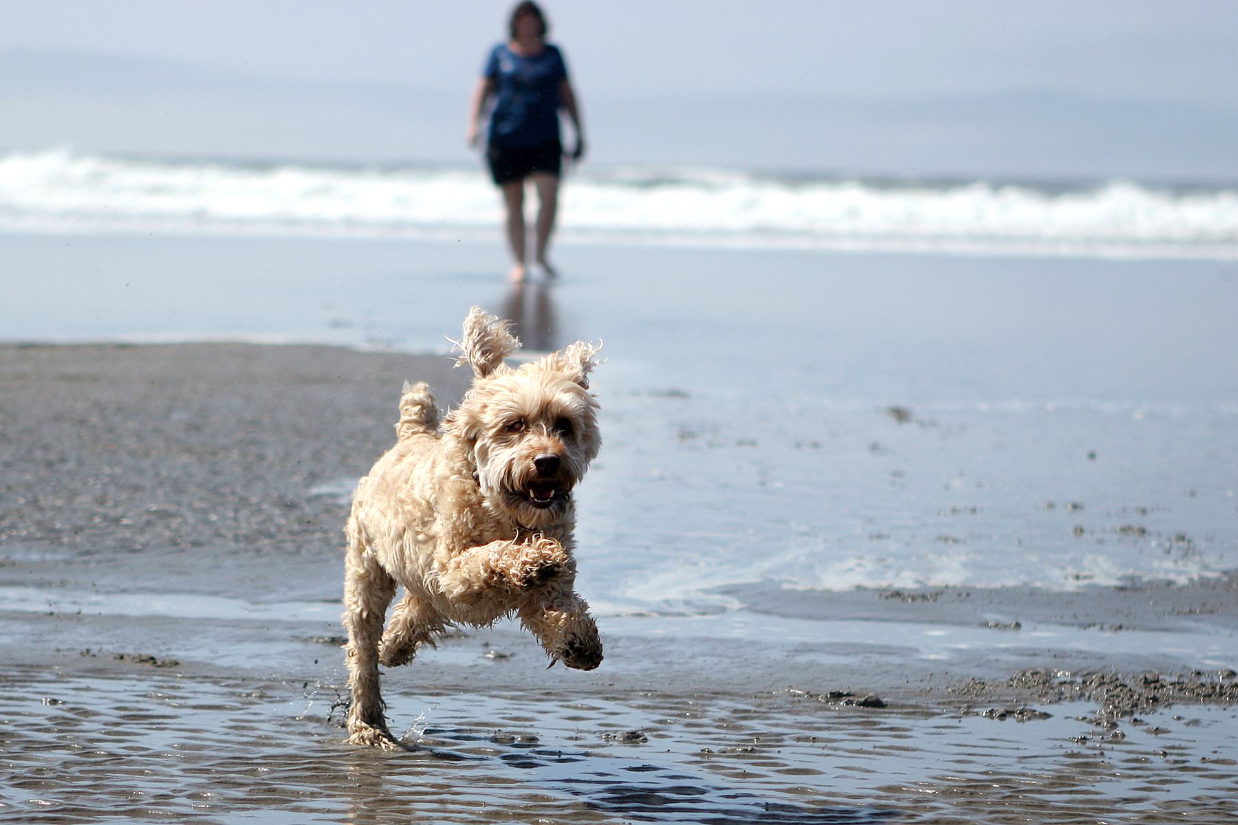 Santa Monica's Canine Scene: Beaches and Beyond for Your Dog