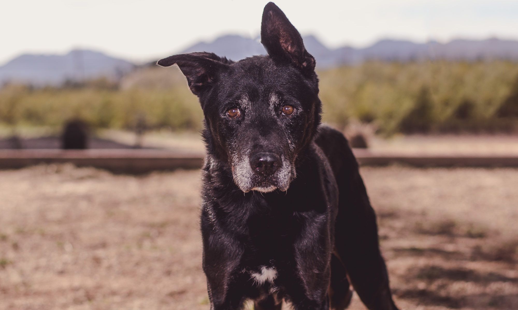 Tucson's Top Dog-Friendly Destinations: A Pup's Urban Adventure