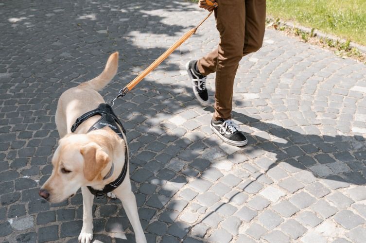 Charleston's Charming Walks: Discover Dog-Friendly Fun
