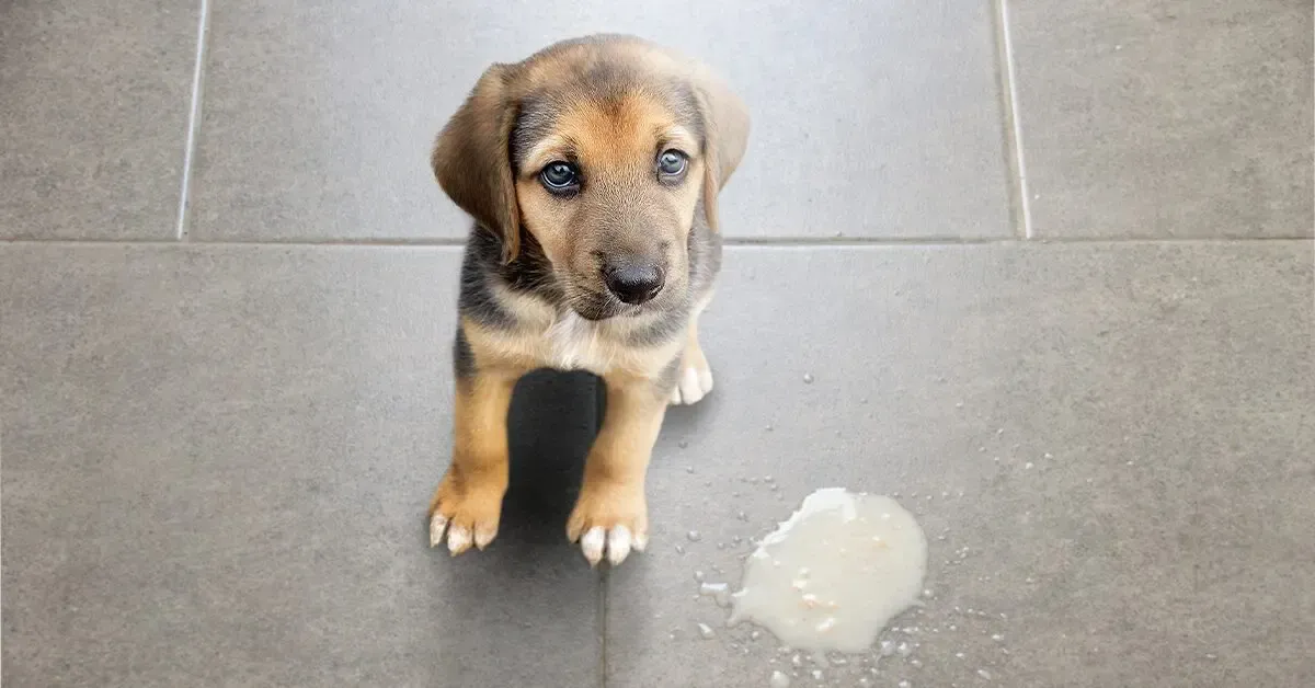 Why is my Puppy Throwing Up