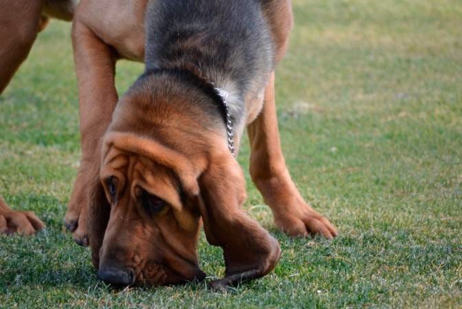 Can Bloodhounds Smell Blood?