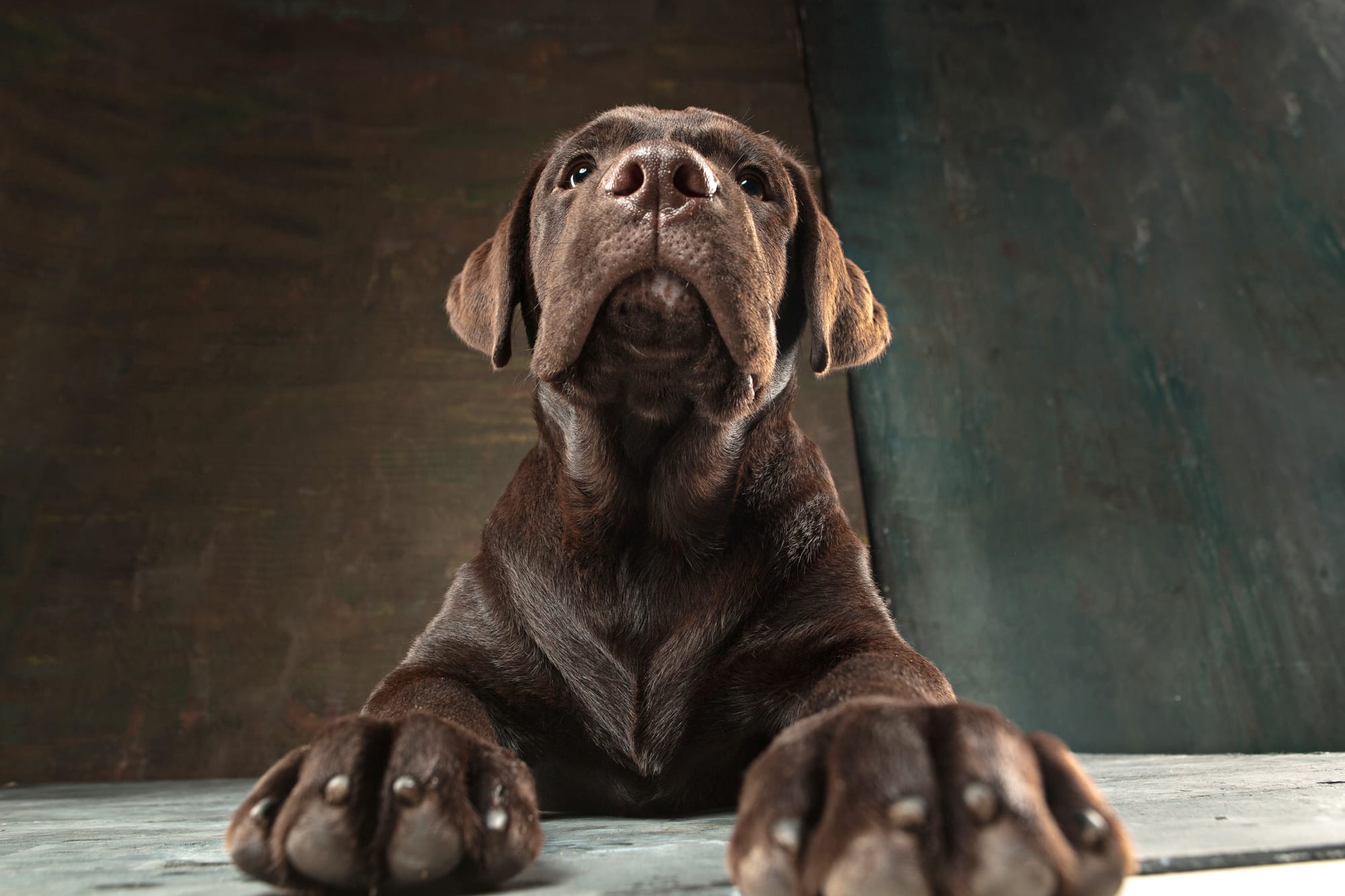 Are Chocolate Labs Aggressive