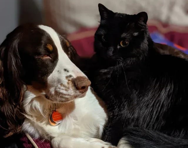 Are English Springer Spaniels Good with Cats?