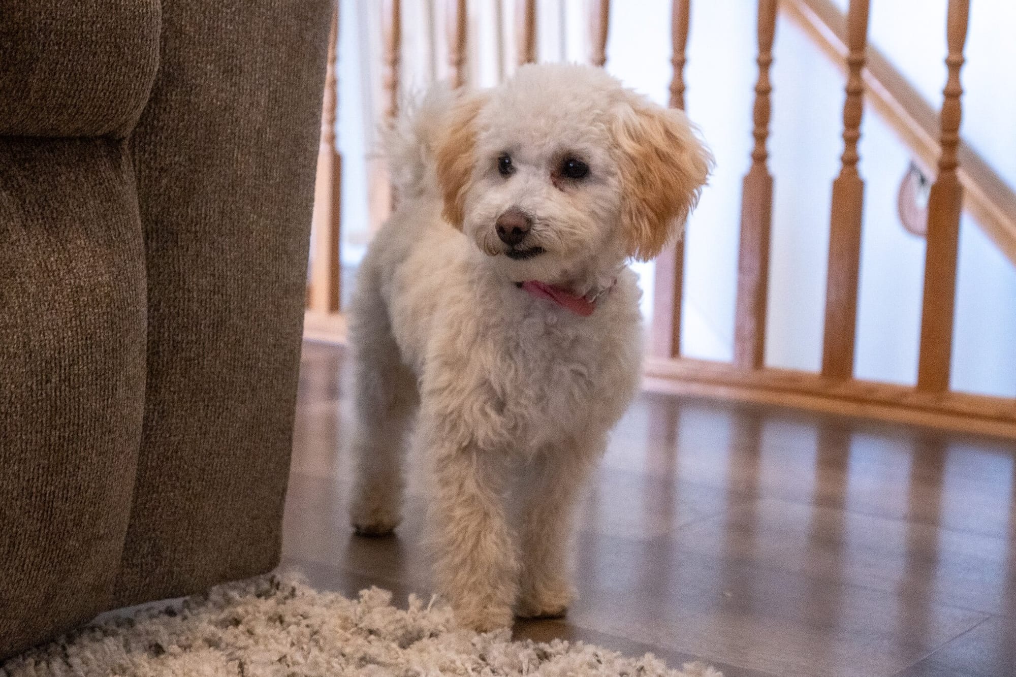 Are Toy Poodles Clingy