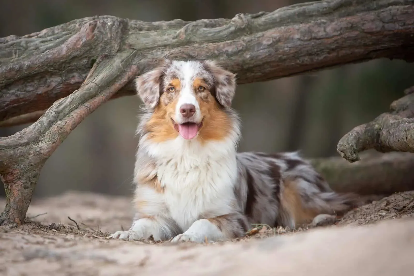 When Do Australian Shepherds Stop Growing
