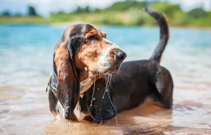 Can Basset Hounds Swim
