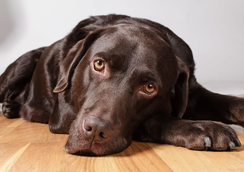 Are Chocolate Labs Easy to Train