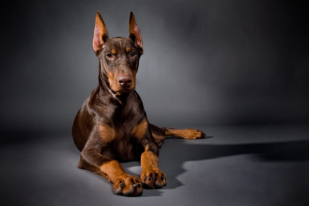 do doberman pinscher shed