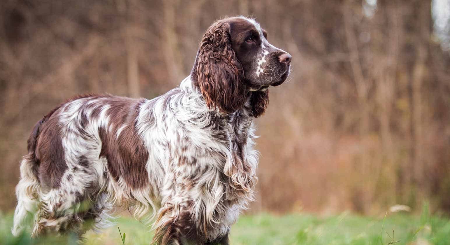 English springer Spaniels