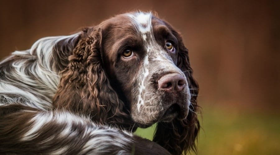 English Springer Spaniels