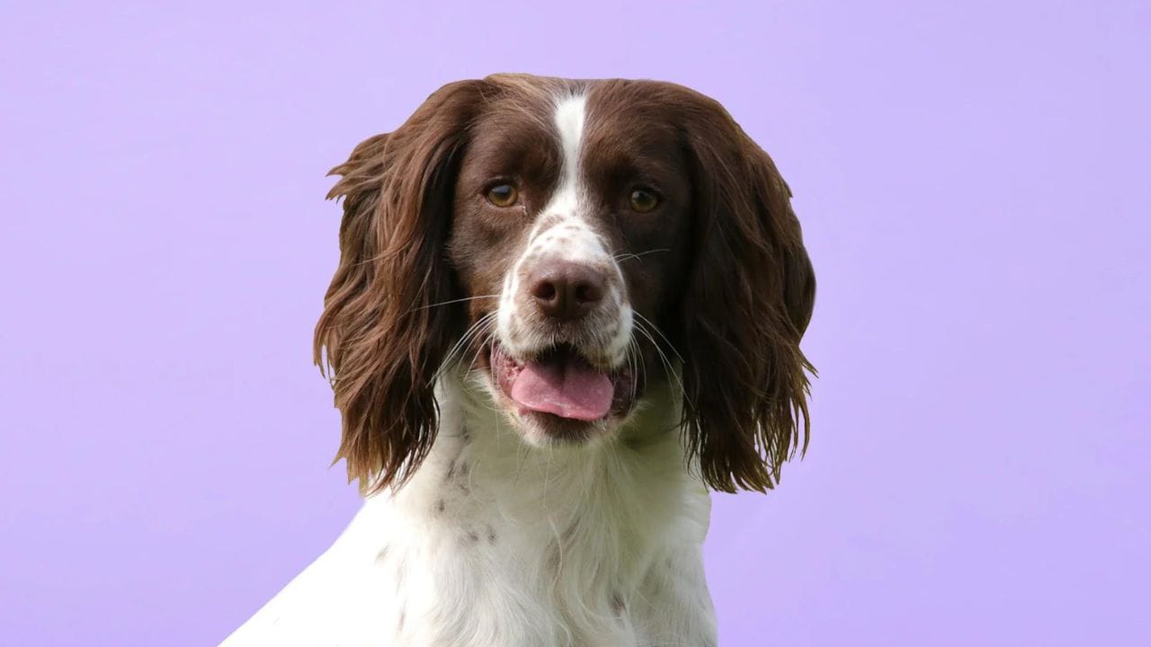 English Springer Spaniels 