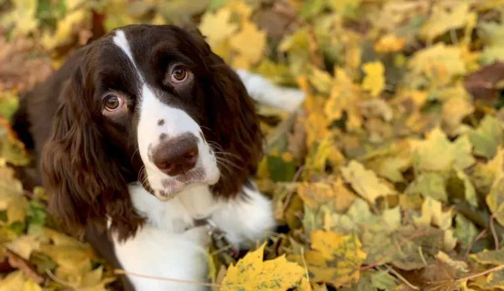English Springer Spaniels Good For First-Time Owners