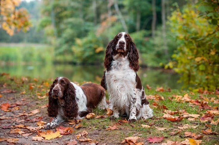 English springer spaniels in a woods