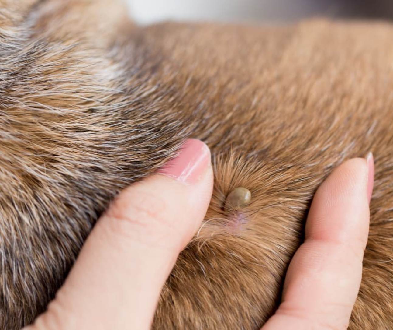 Flea vs Tick vs Lice