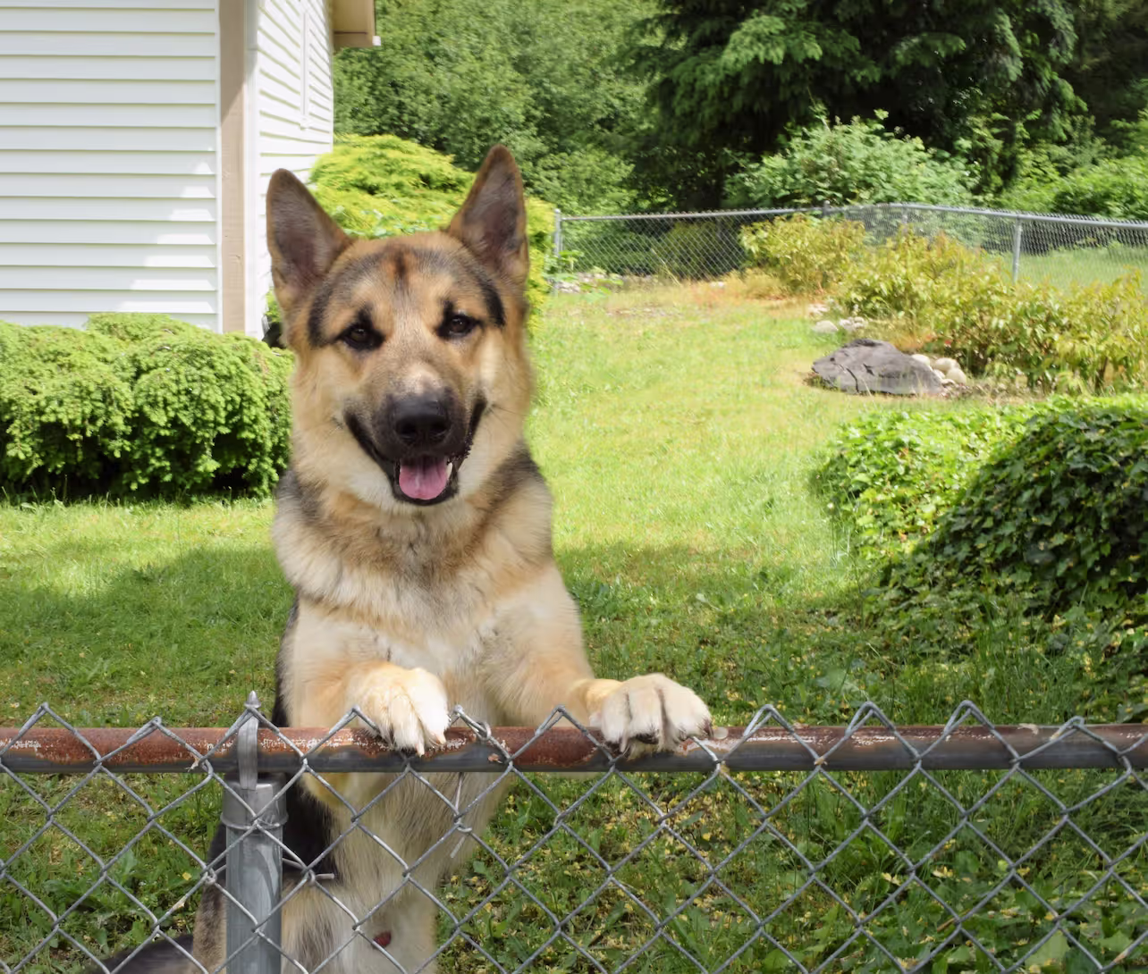 Choosing the Right Fence Height for German Shepherds: A Guide