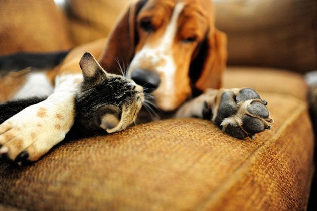 Are Basset Hounds Good with Cats