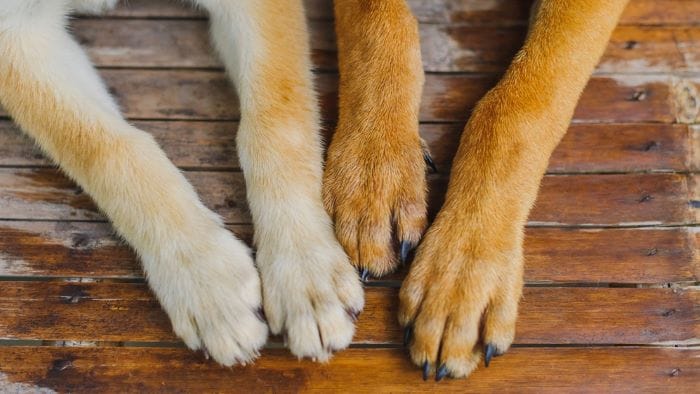 How to Keep Dog Nails Short Without Clipping?