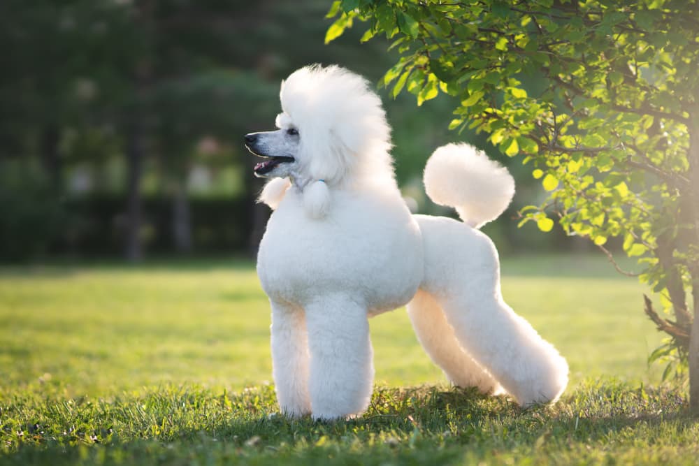 Toy Poodle standing in a park