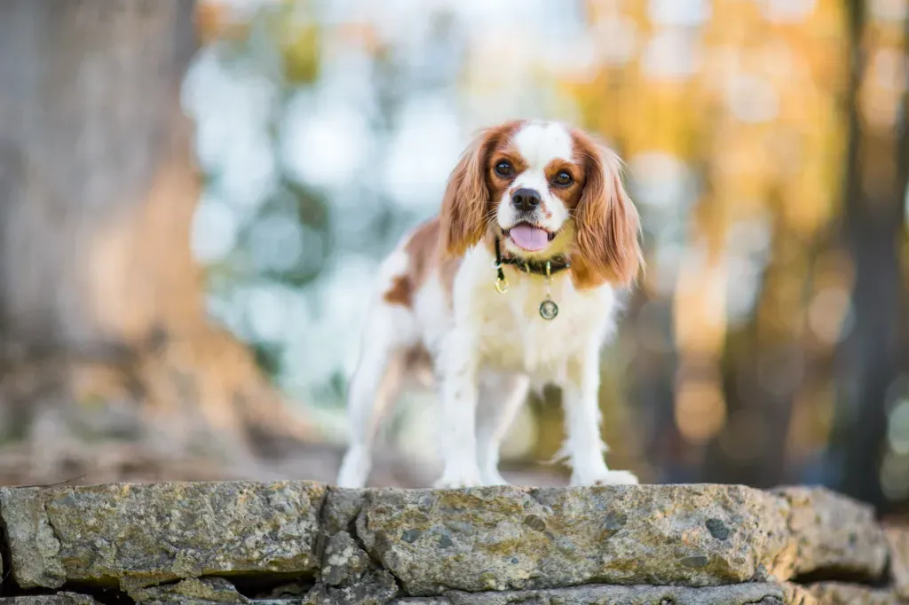 King Charles Spaniels Shed