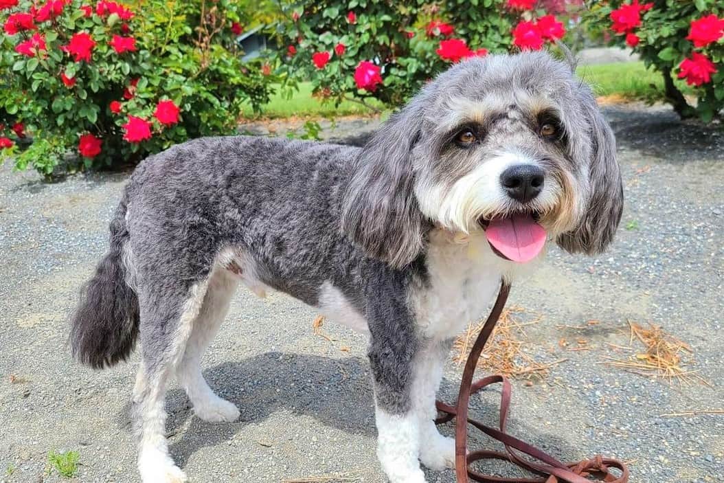 do aussiedoodles need to be groomed?