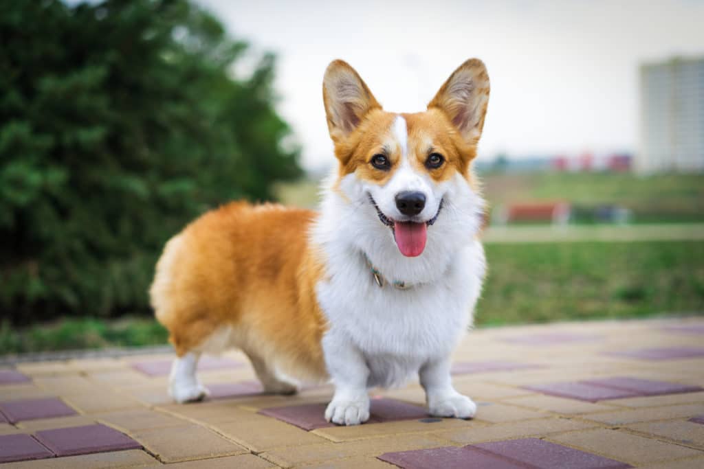 Pembroke Welsh Corgis 
